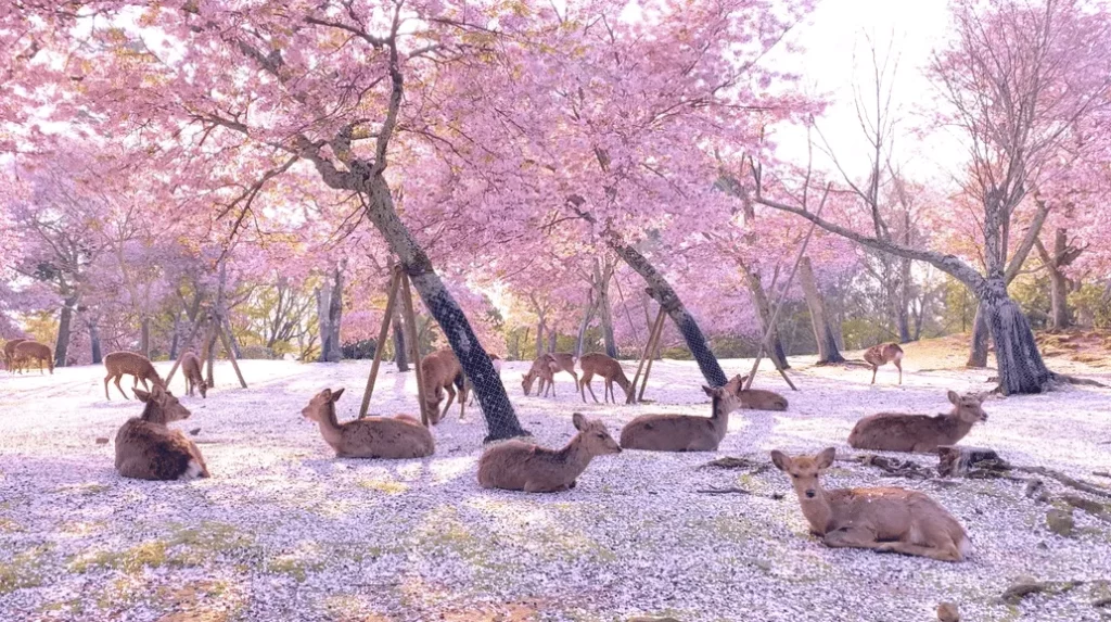 Cerfs Parc de Nara